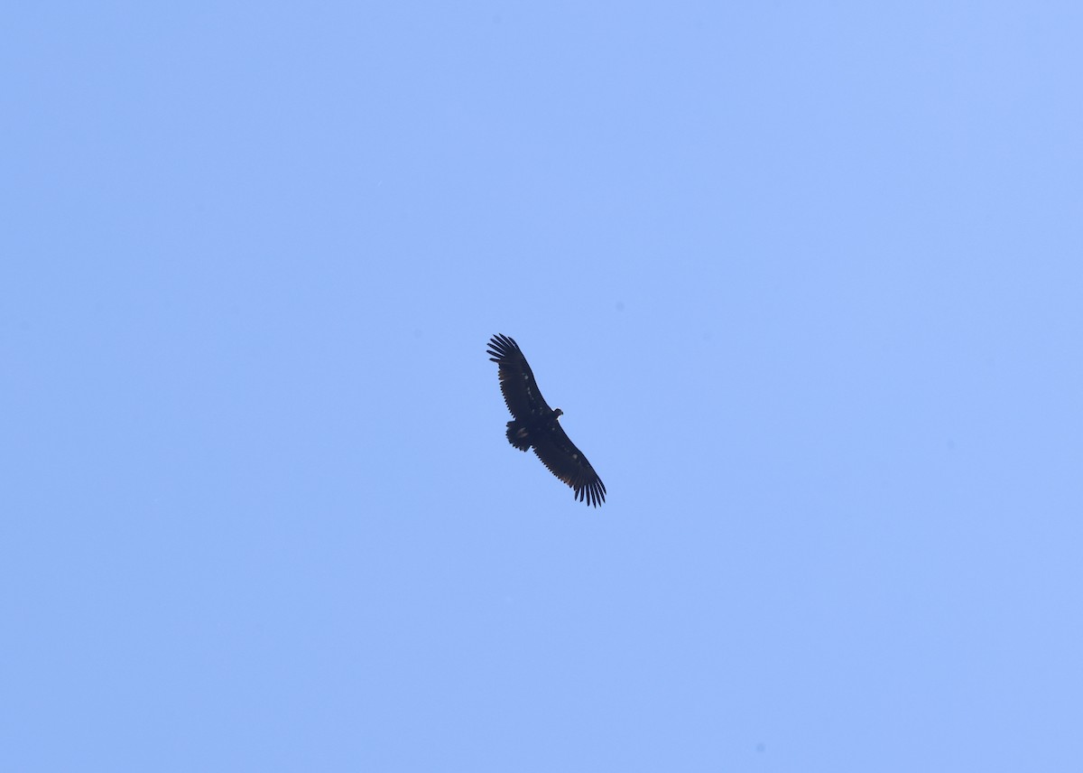 Cinereous Vulture - ML603988941