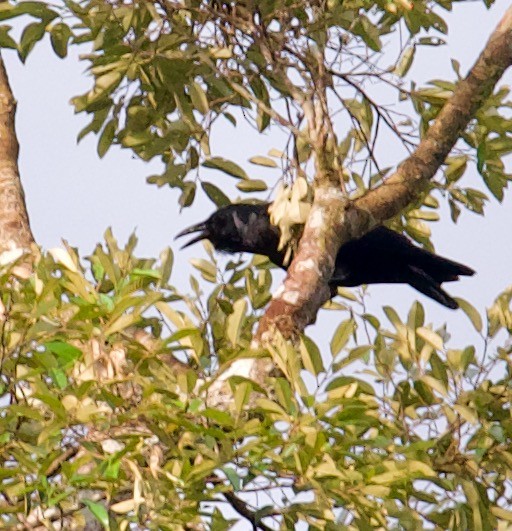 Slender-billed Crow (Sunda) - ML603991171