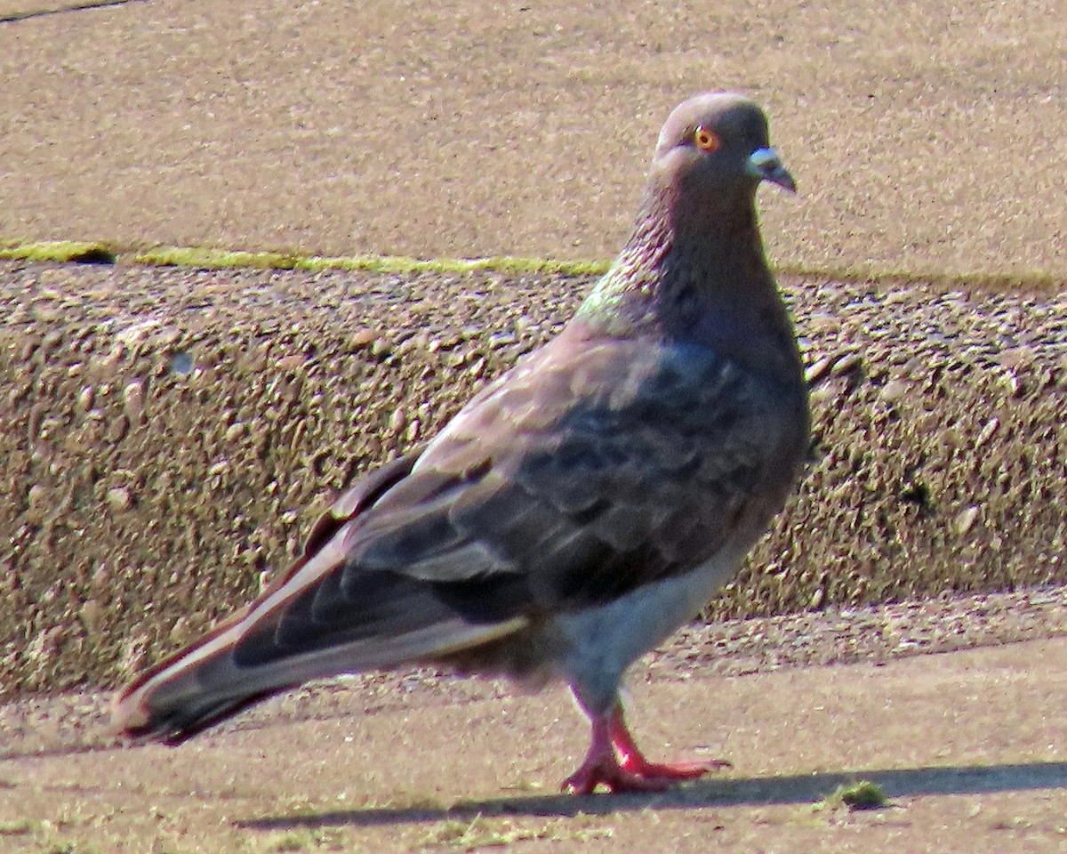 Rock Pigeon (Feral Pigeon) - ML603994011