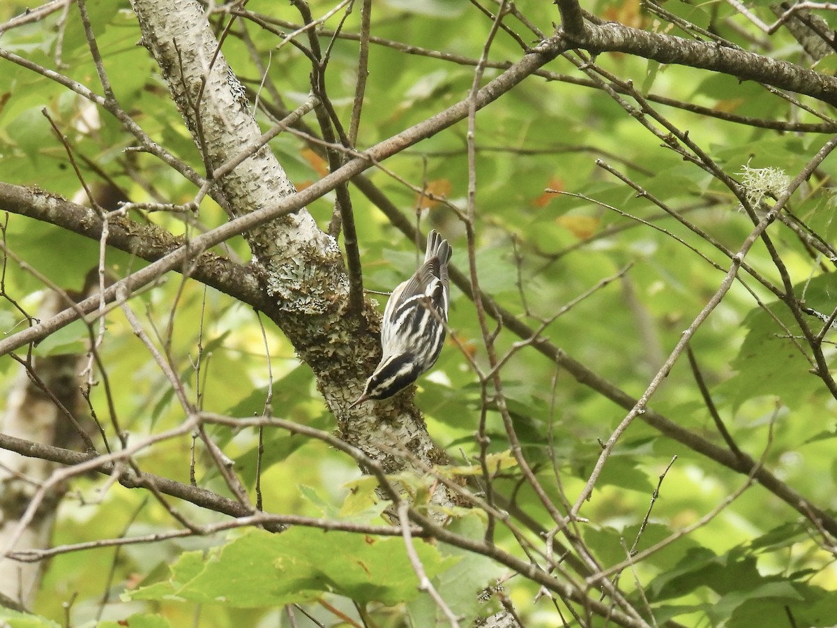 Black-and-white Warbler - ML603994701