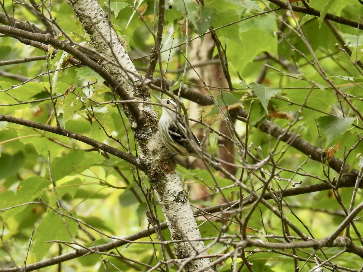 Black-and-white Warbler - ML603995151