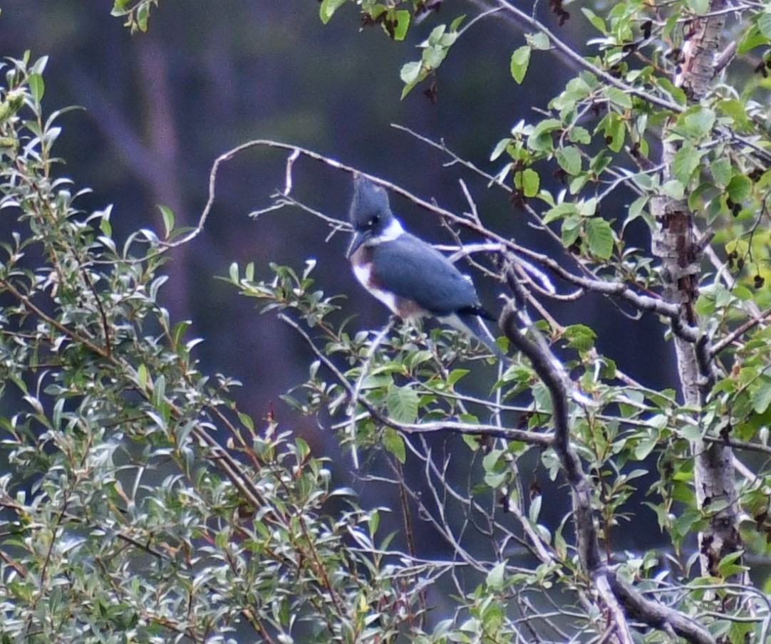 Belted Kingfisher - ML603996361
