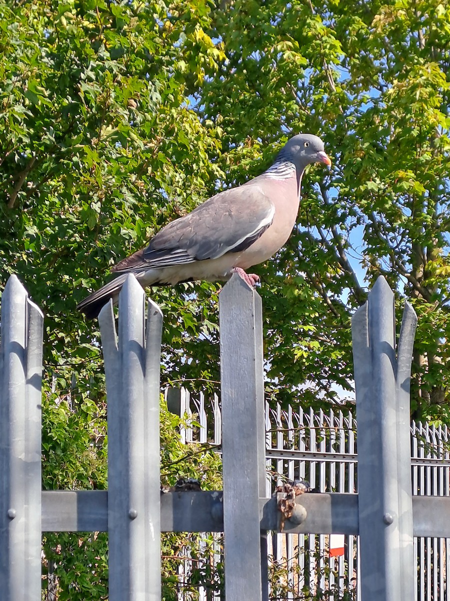 Common Wood-Pigeon - ML603996721