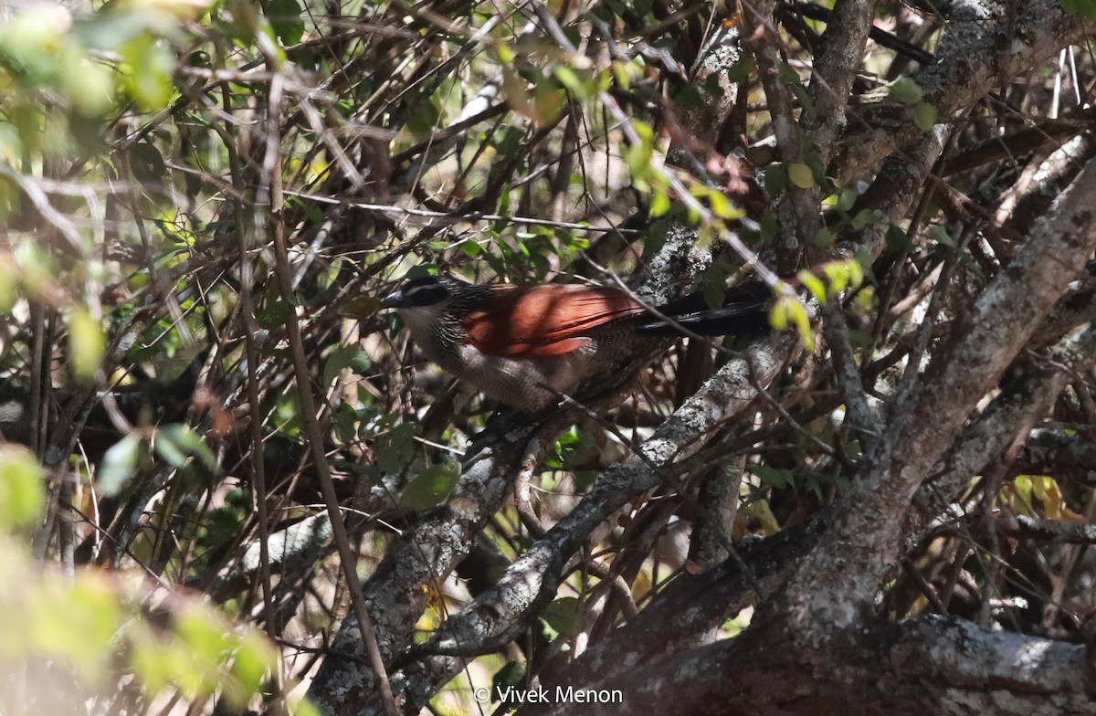 White-browed Coucal - ML604002411