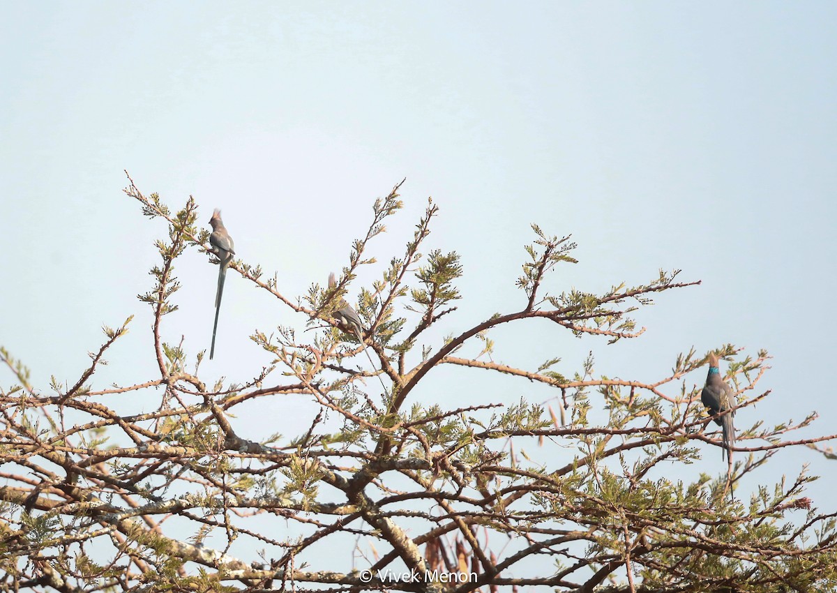 Blue-naped Mousebird - Vivek Menon