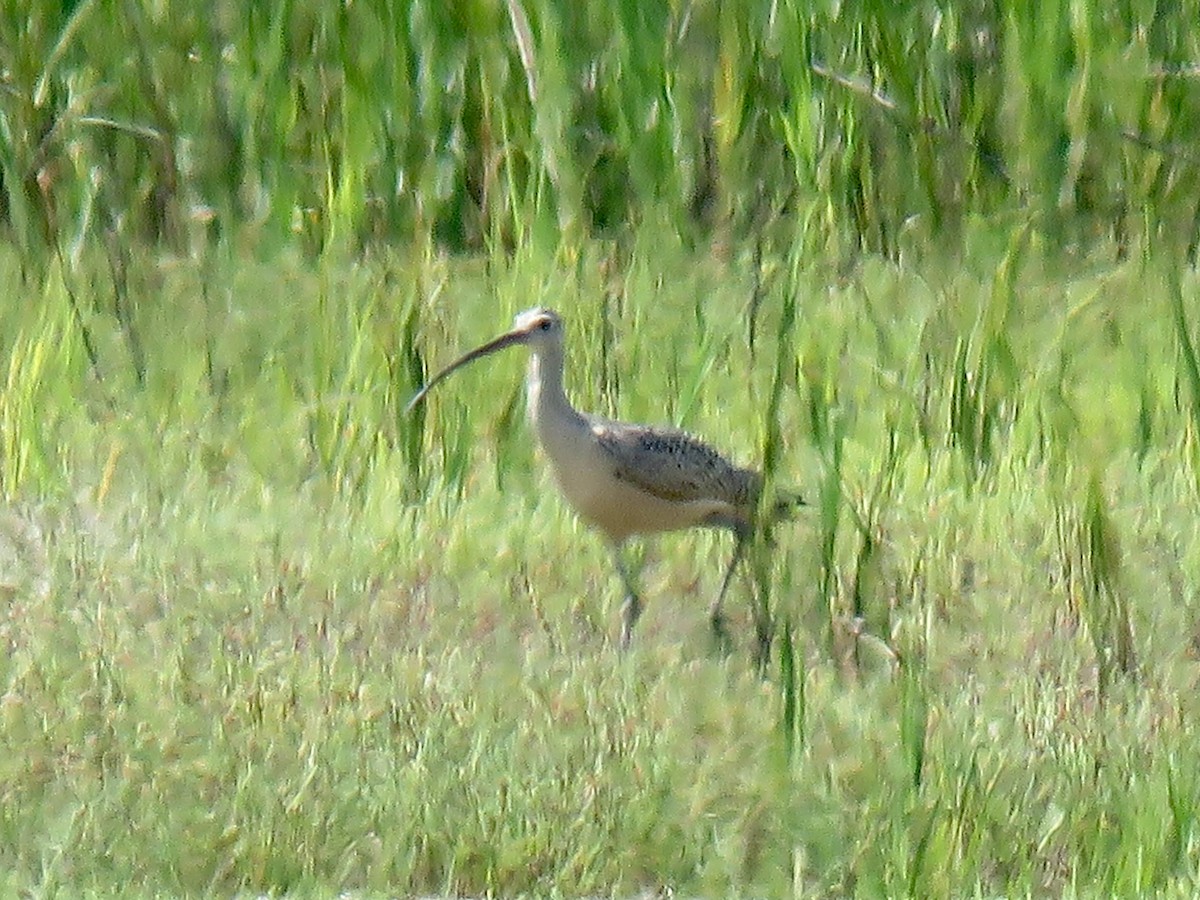 eBird Checklist 16 Aug 2023 MCRD Parris Island (Restricted Access) 33 species