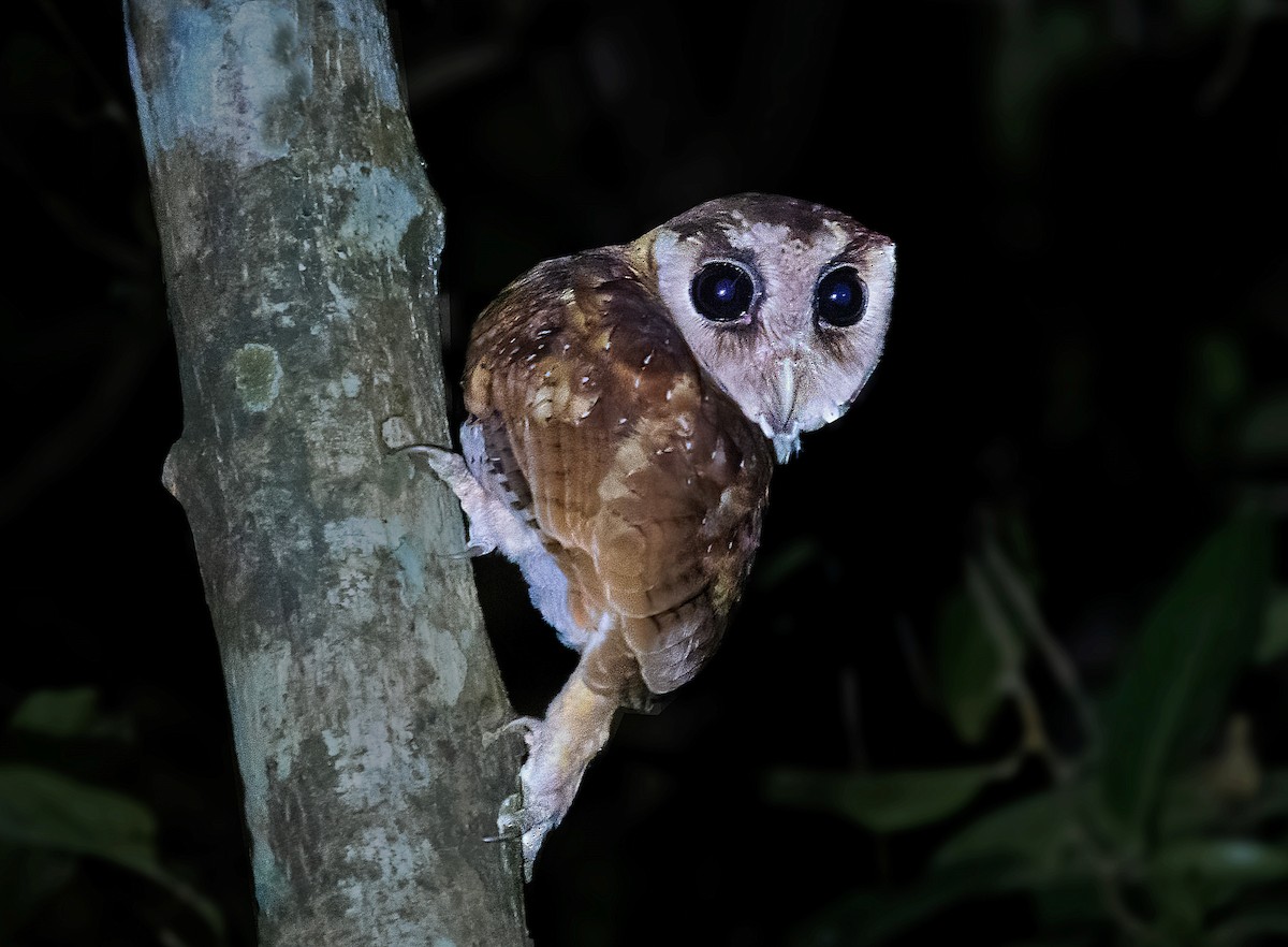 Sri Lanka Bay-Owl - ML604011751