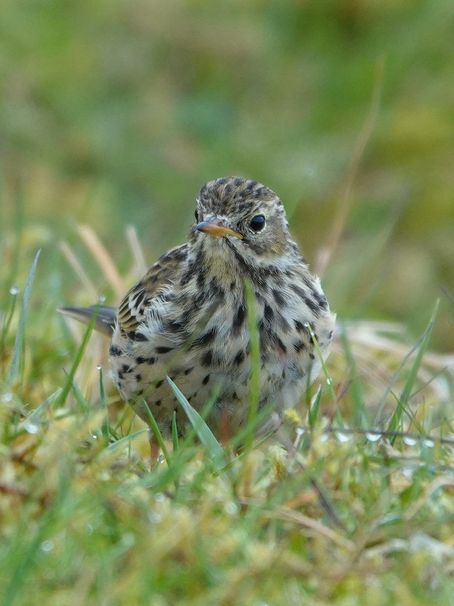 Meadow Pipit - ML604015231