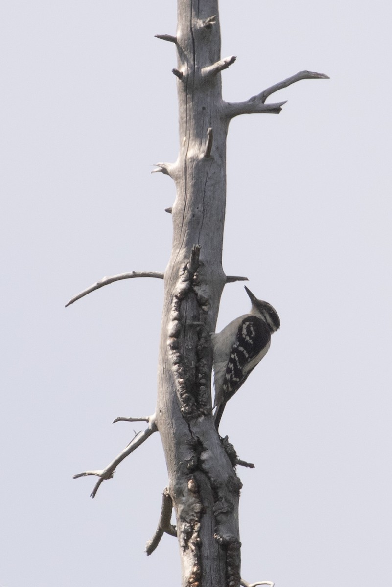 Hairy Woodpecker - ML604015321