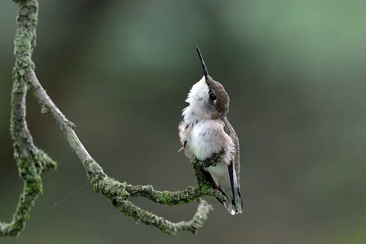Ruby-throated Hummingbird - ML604017411