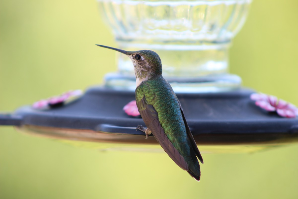 Broad-tailed Hummingbird - ML604023351