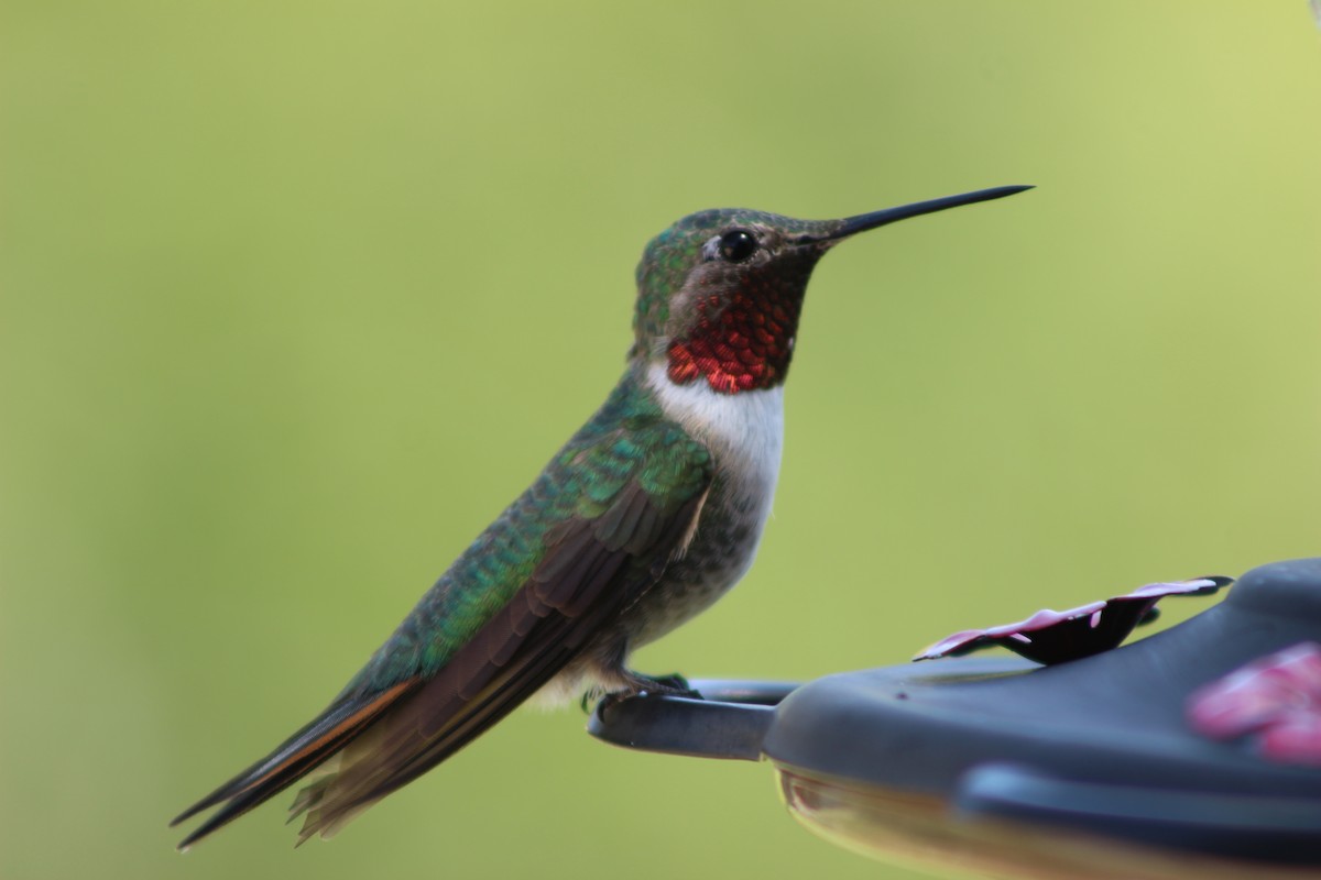 Broad-tailed Hummingbird - ML604024091