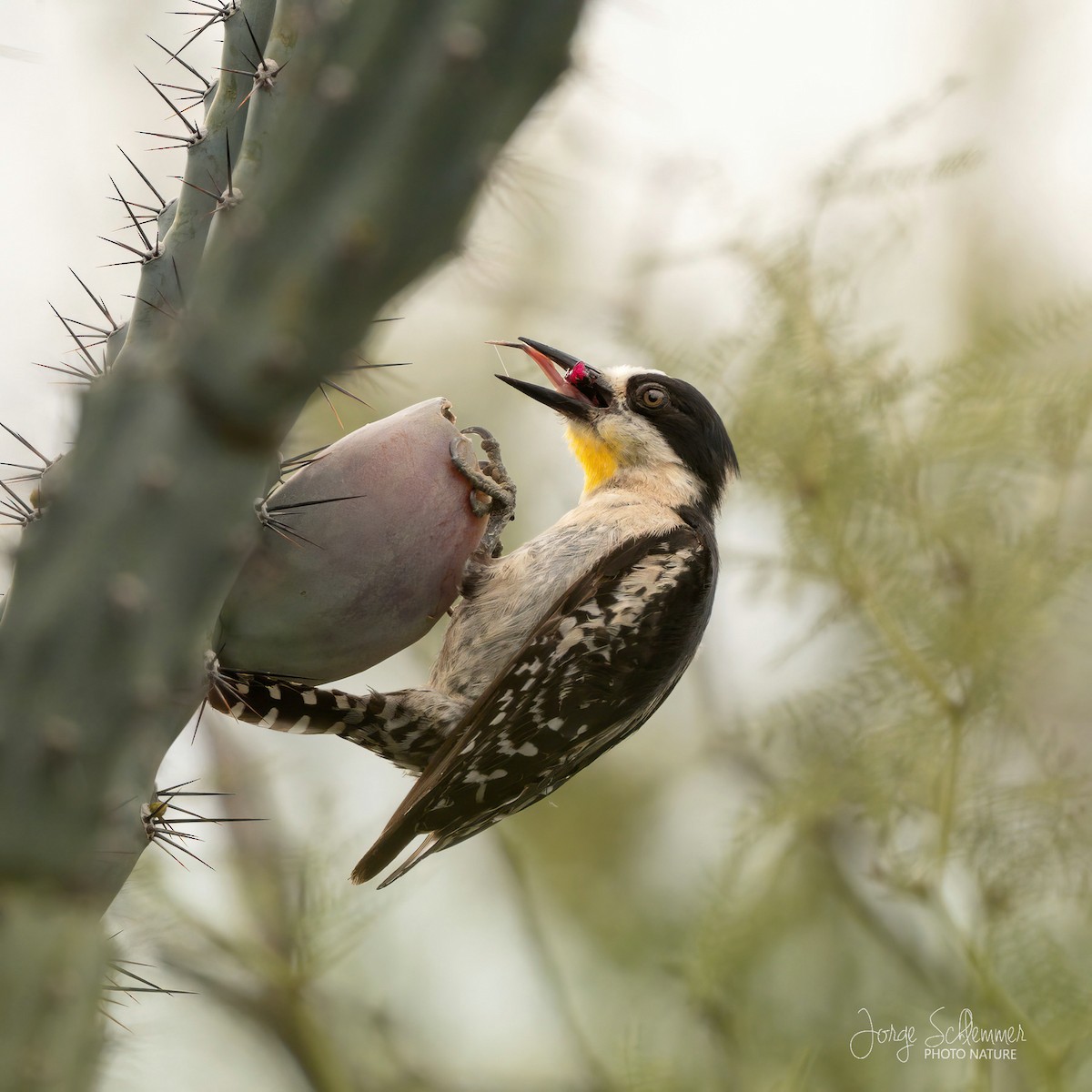 White-fronted Woodpecker - ML604027711