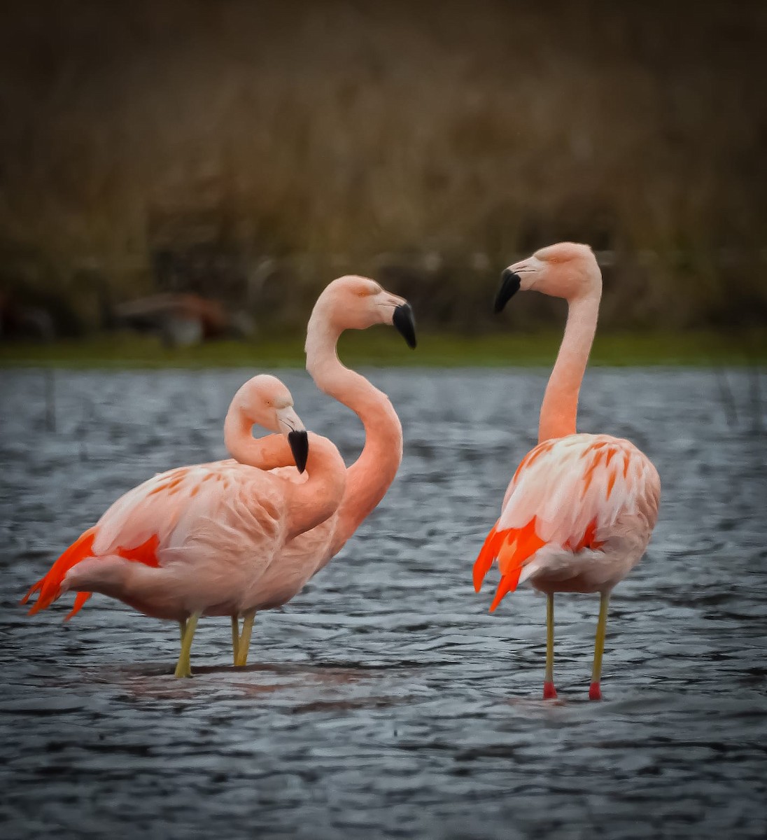 Chilean Flamingo - ML604028761