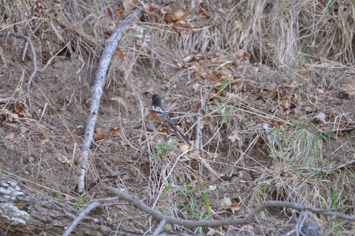 Spotted Towhee - ML60403041