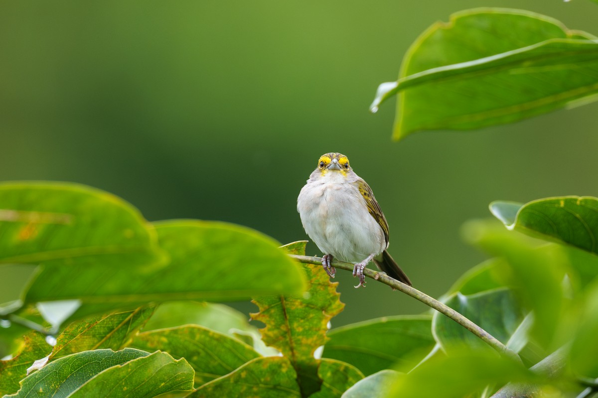 Yellow-browed Sparrow - ML604030931