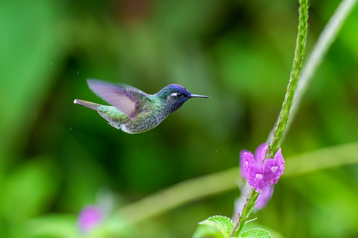 Violet-headed Hummingbird - ML604031111