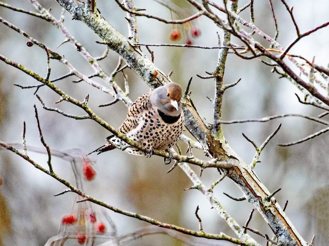 Female (Red-shafted) - Northern Flicker - 