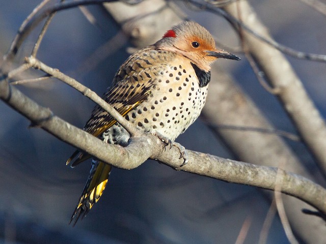Female (Yellow-shafted) - Northern Flicker - 