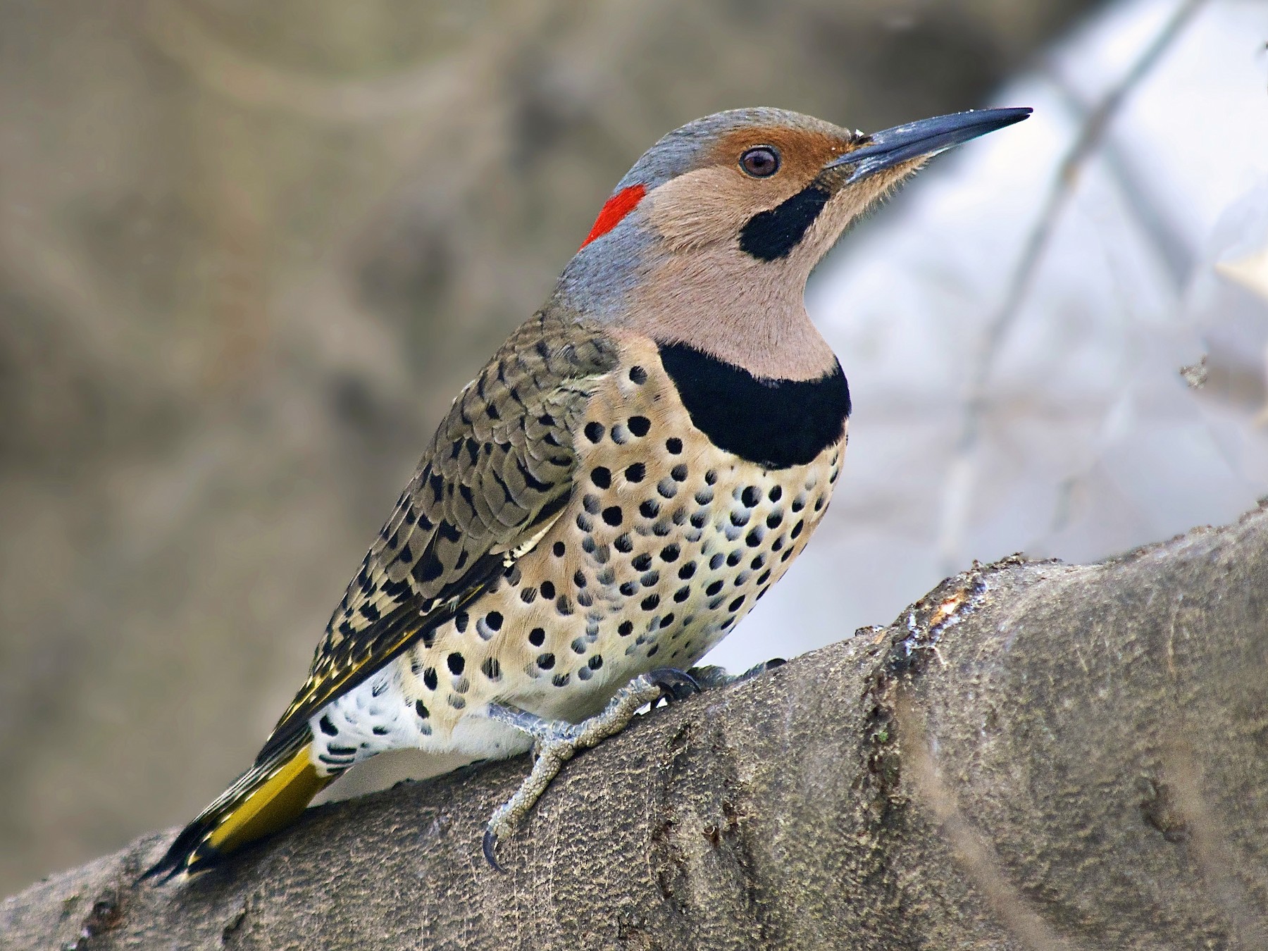 the-most-widespread-woodpecker-species-in-north-america-wtailieu