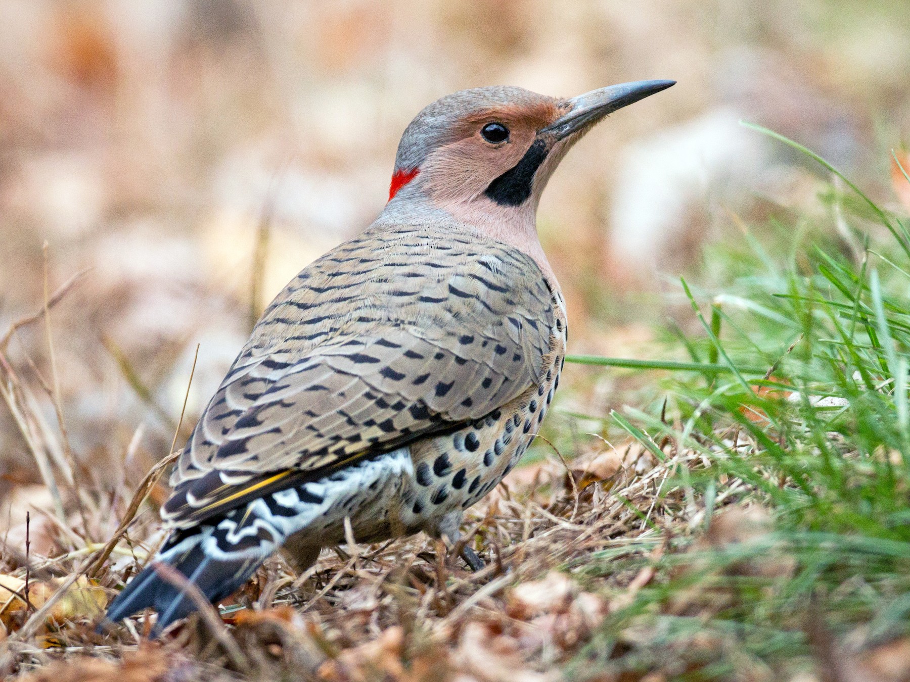 Northern Flicker - Ian Davies