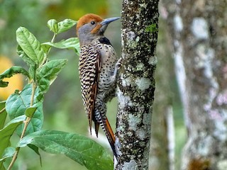 雌鳥 (Guatemalan) - Alfonso Auerbach - ML60403311