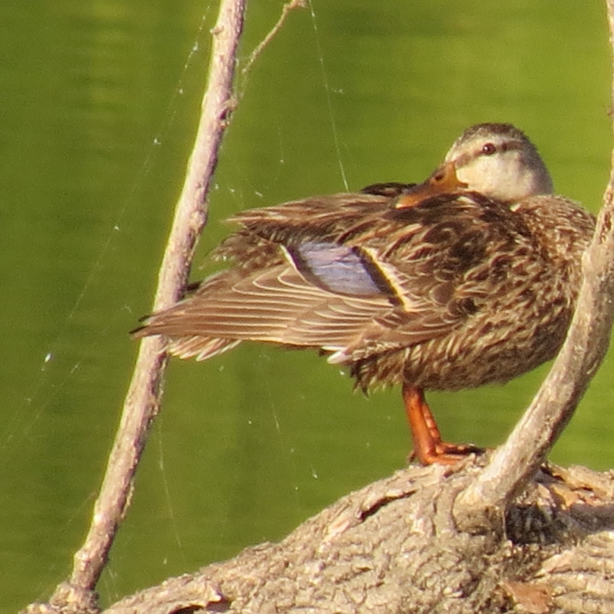 eBird Checklist 16 Aug 2023 Salineño Wildlife Preserve (LTC 080