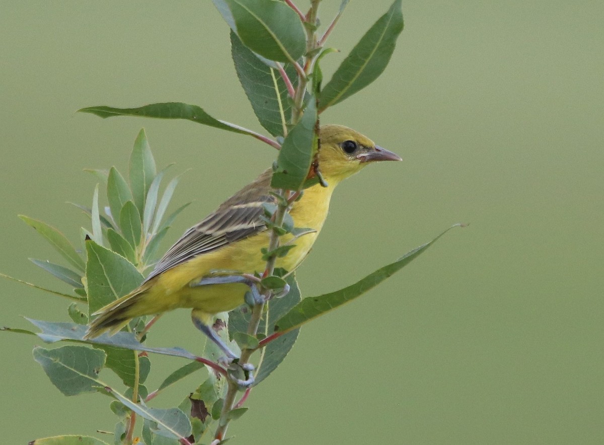 Orchard Oriole - ML604035591