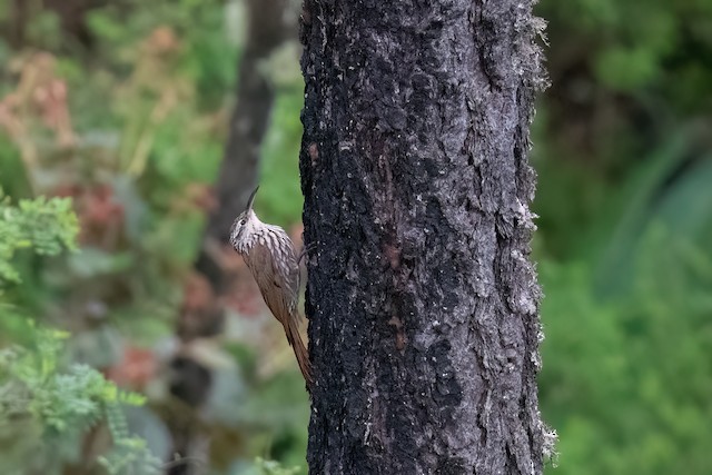 White-striped Woodcreeper