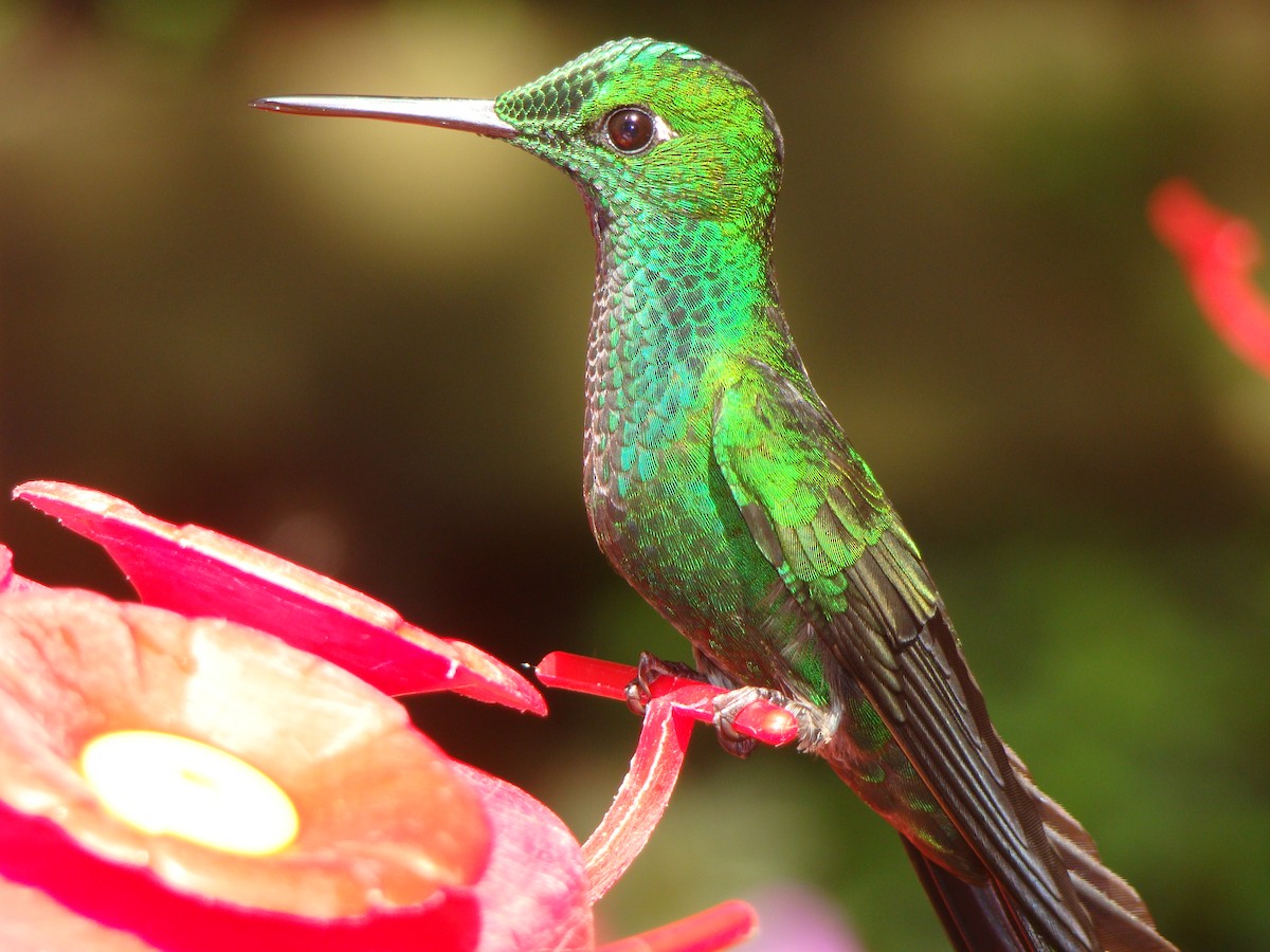 kolibřík subtropický - ML60403891