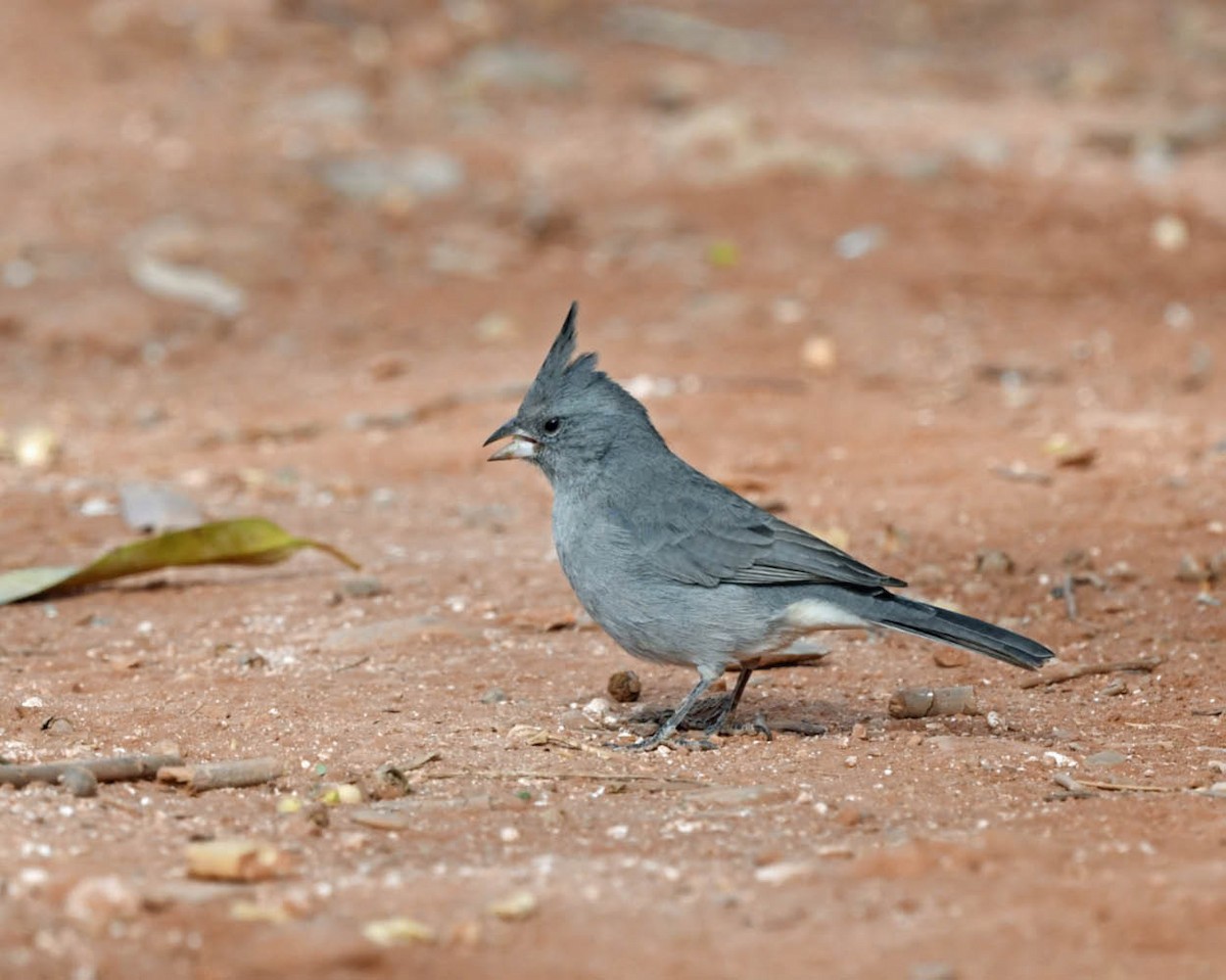 Gray-crested Finch - ML604042681