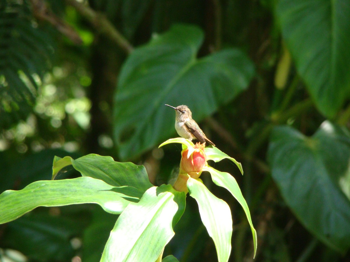 Scintillant Hummingbird - ML60404281