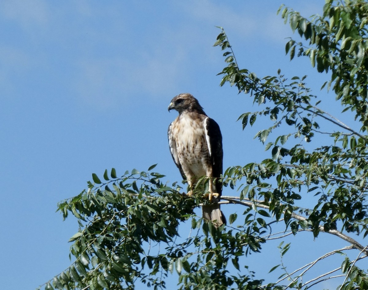 Red-tailed Hawk - ML604051551