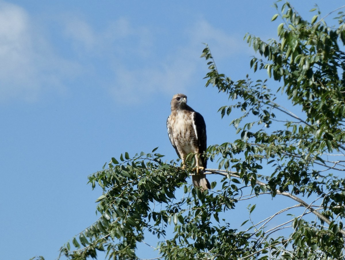 Red-tailed Hawk - ML604051561