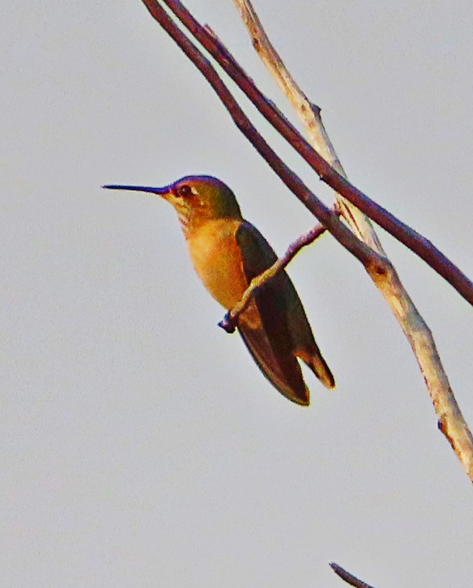 Calliope Hummingbird - Jim Ward