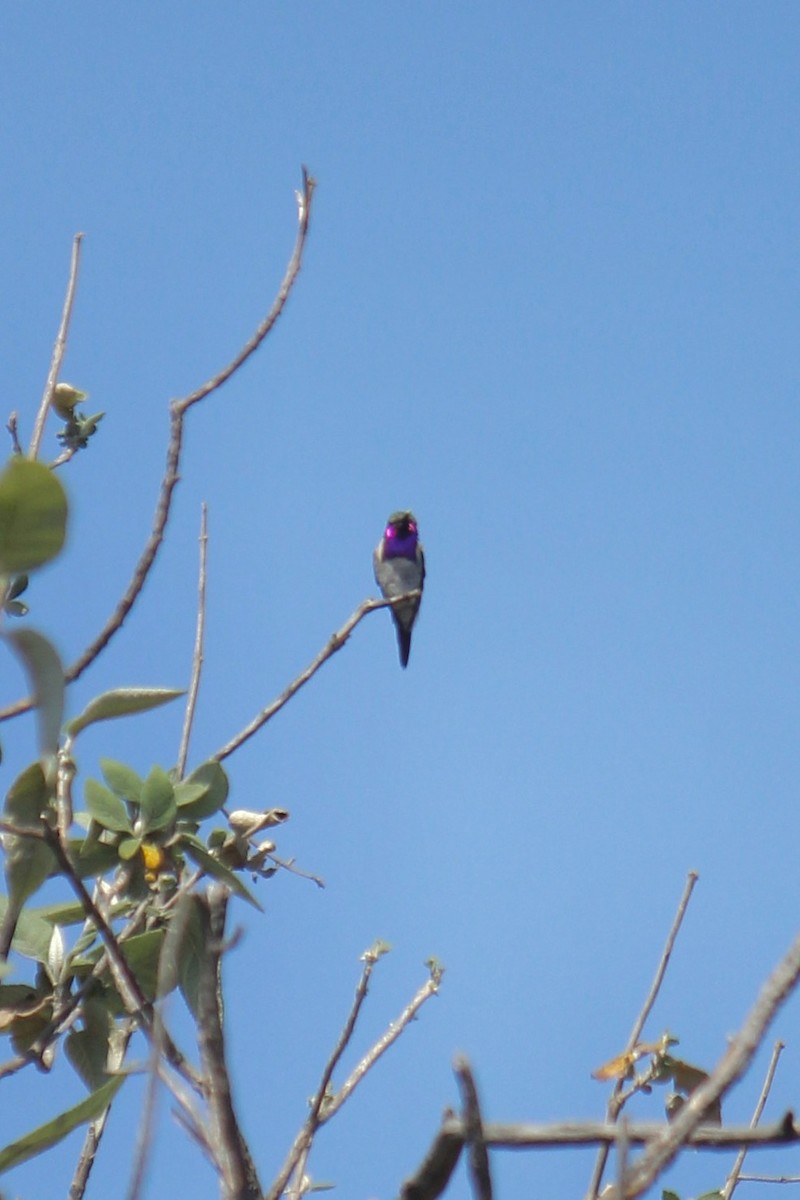 Lucifer Hummingbird - Aranza Escalante Vega