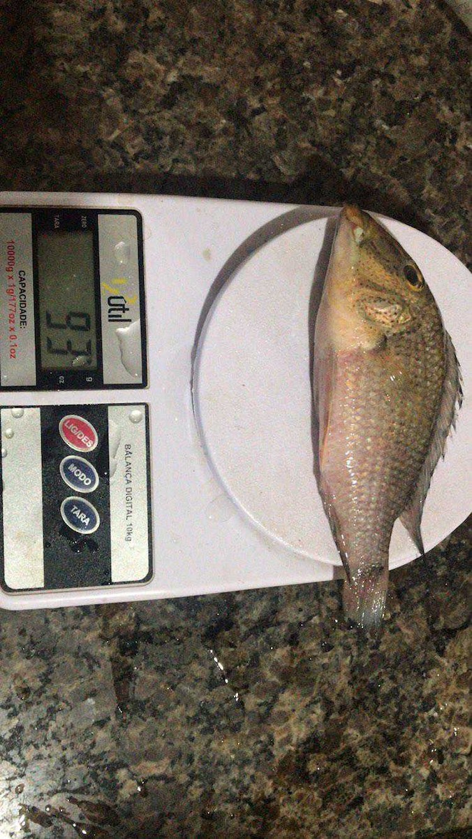 Fish sp. - ML604058251