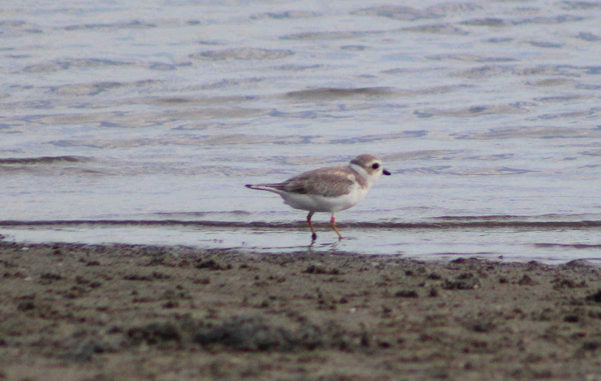 Piping Plover - ML604060471