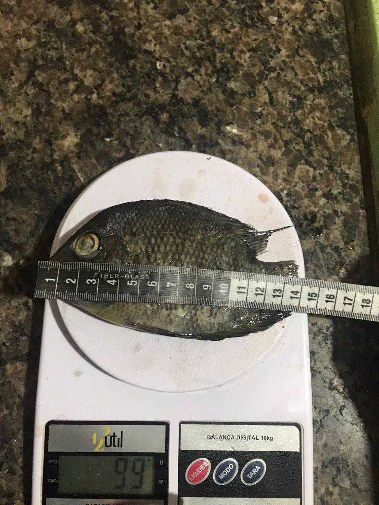 Fish sp. - ML604060521