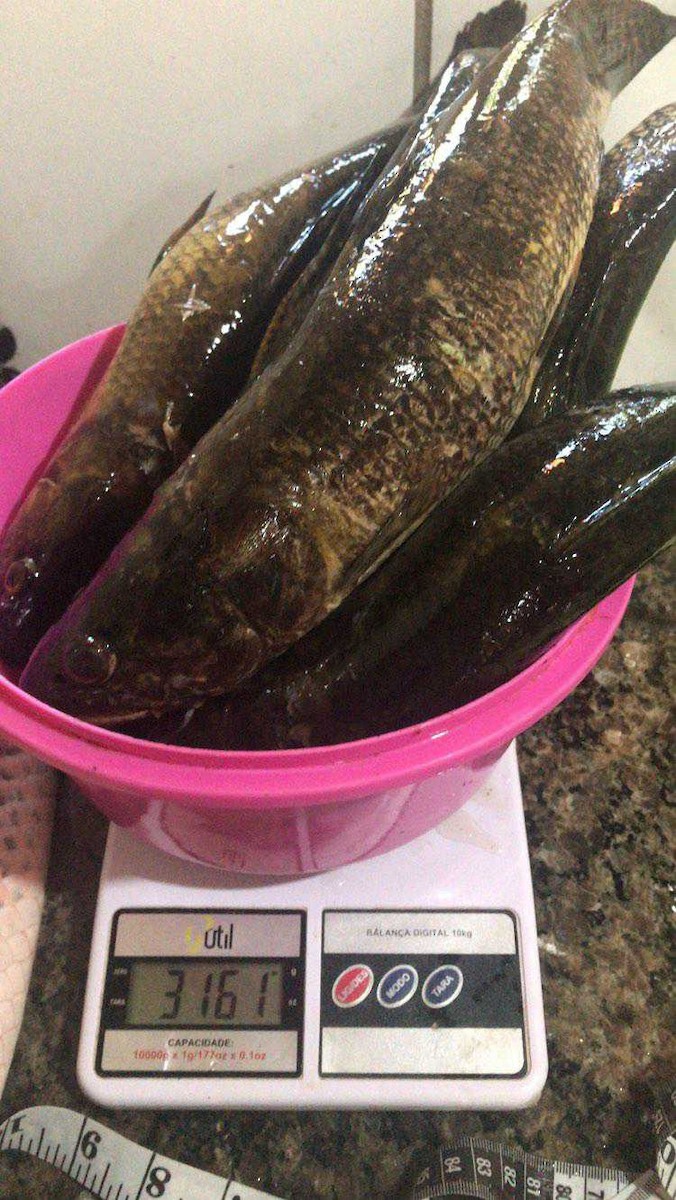 Fish sp. - ML604062981