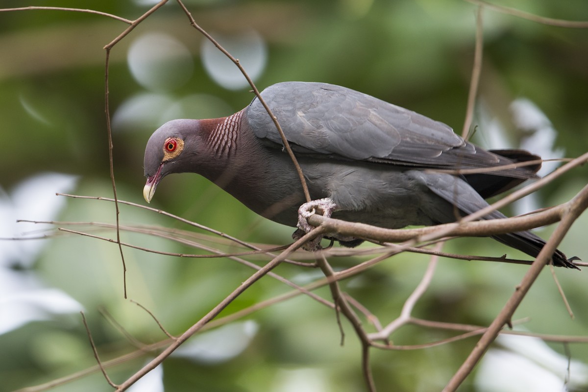 Scaly-naped Pigeon - Michael Stubblefield