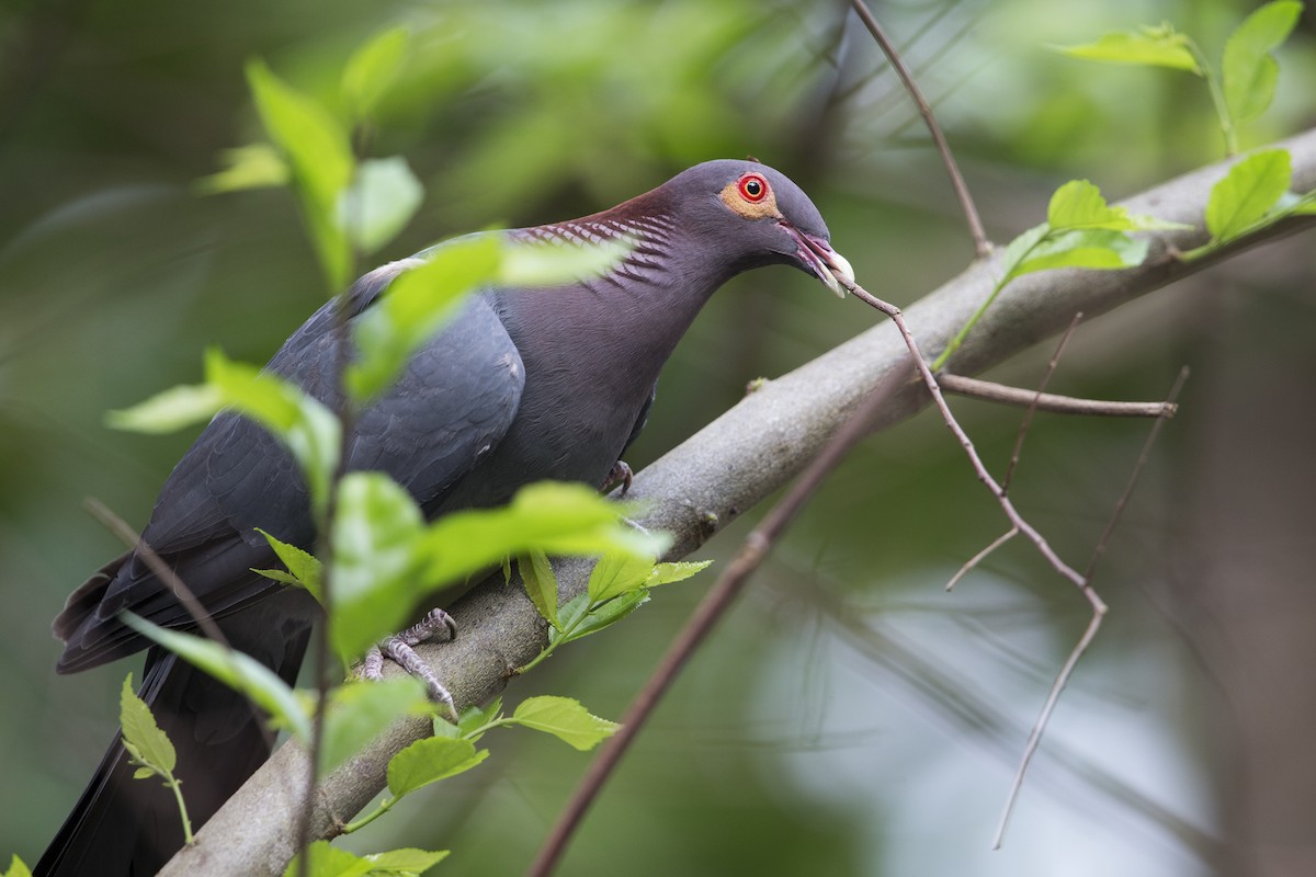 Scaly-naped Pigeon - ML604068291