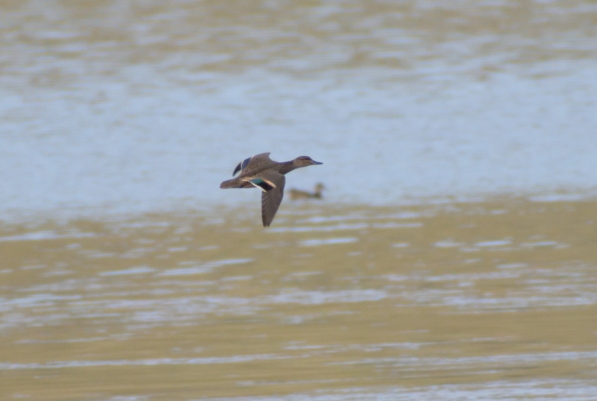 Green-winged Teal - ML604071431
