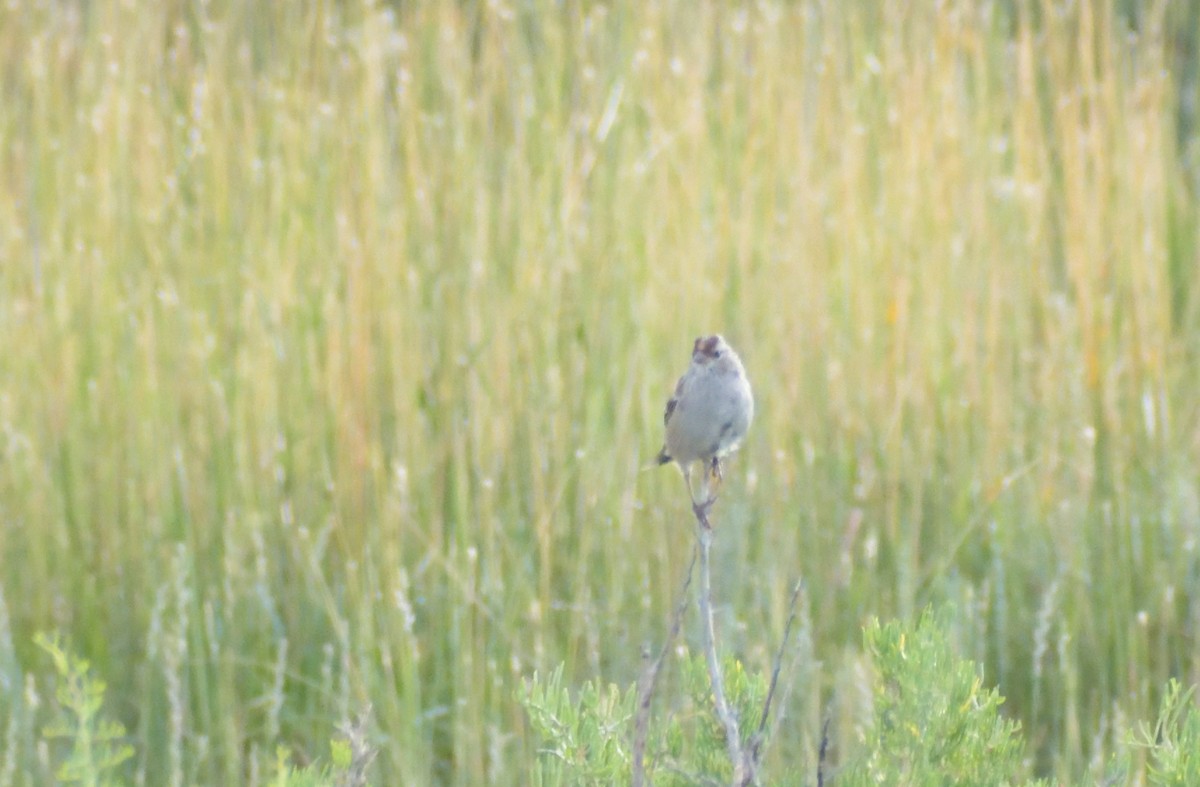 White-crowned Sparrow - Robert Tonge