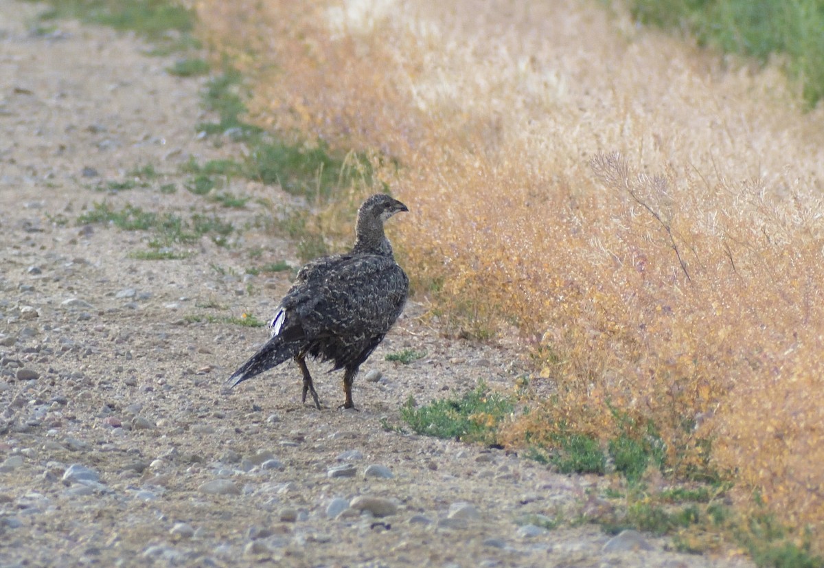 Greater Sage-Grouse - ML604072961