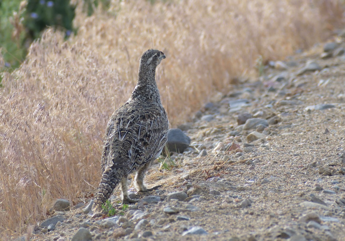 Greater Sage-Grouse - ML604073151