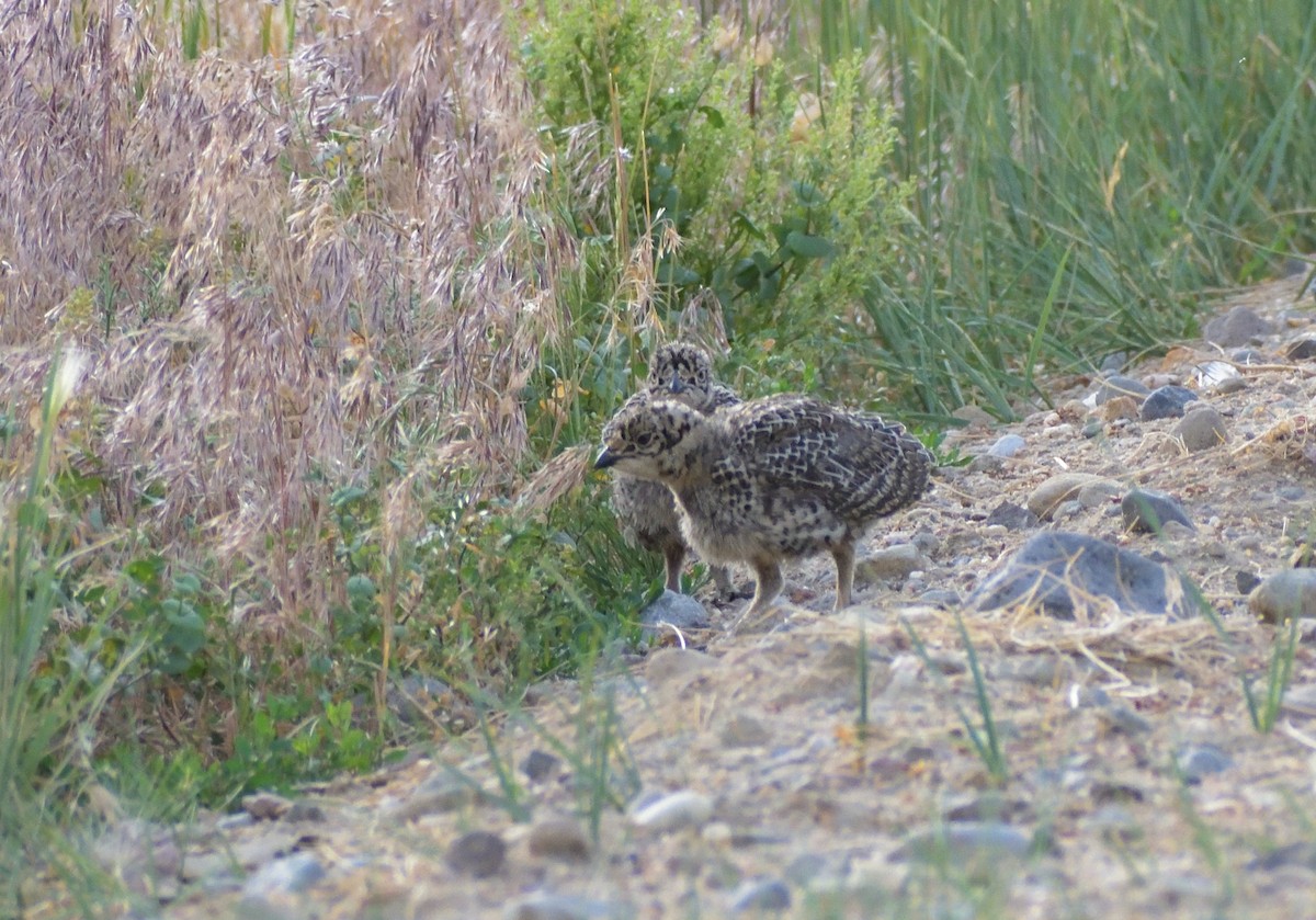 Greater Sage-Grouse - ML604073771