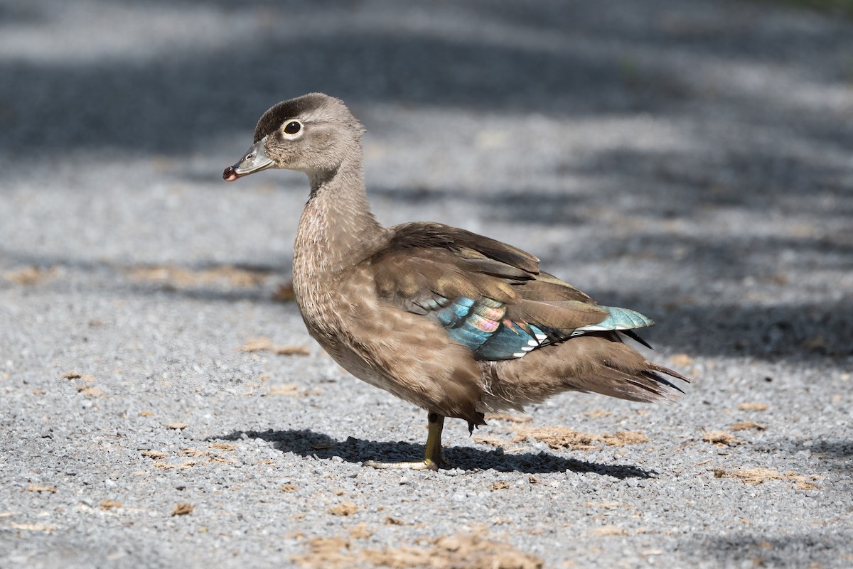 Wood Duck - ML604073881