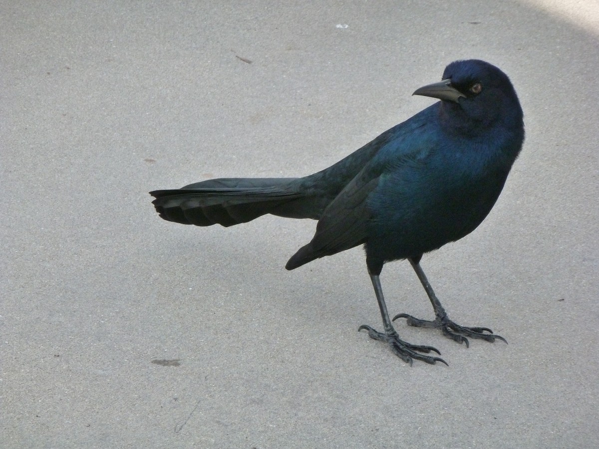 Boat-tailed Grackle - ML604078671
