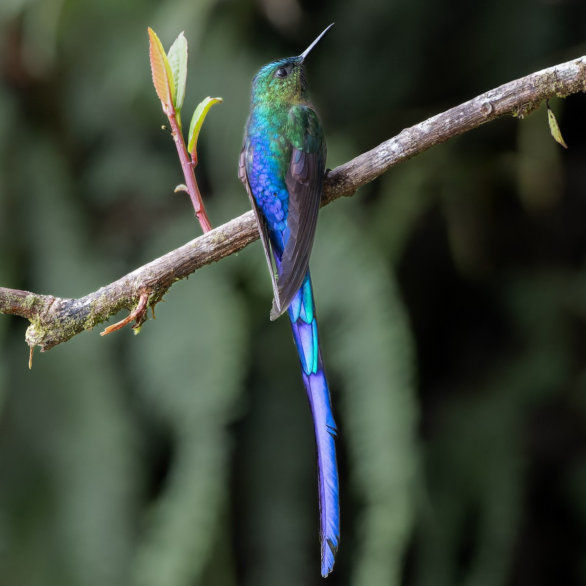 Violet-tailed Sylph - ML604082641